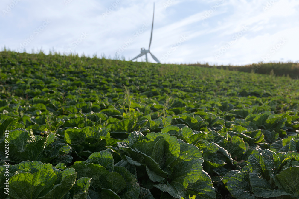 Fototapeta premium View of the wind turbine on the napa cabbage field