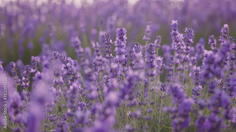 Fototapeta premium A field of lavender in full bloom, its fragrant purple flowers swaying in a gentle breeze