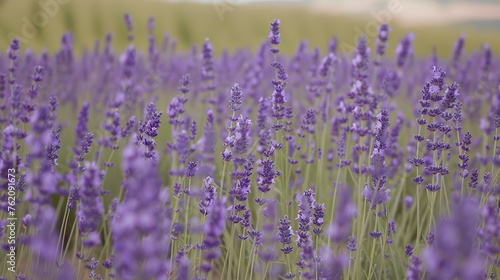 A field of lavender in full bloom, its fragrant purple flowers swaying in a gentle breeze