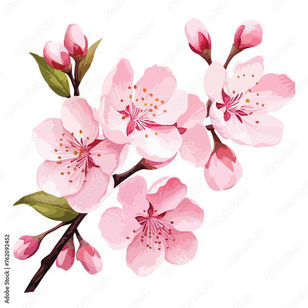 Cherry blossom Clipart isolated on white background