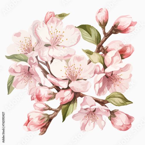 Cherry blossom Clipart isolated on white background