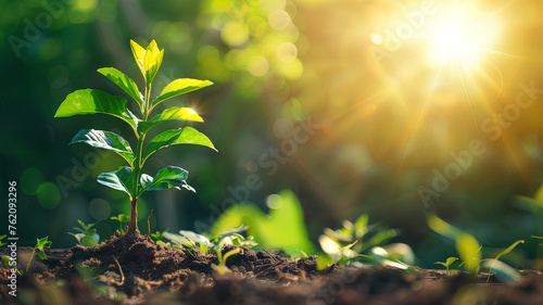 A small plant is growing in the dirt on a hillside. The sun is shining brightly on the plant  making it look like it s just starting to grow. The scene is peaceful and serene