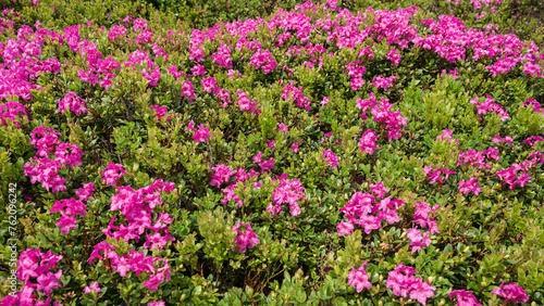 A meadow in the mountains with rhododendron pink flowers.