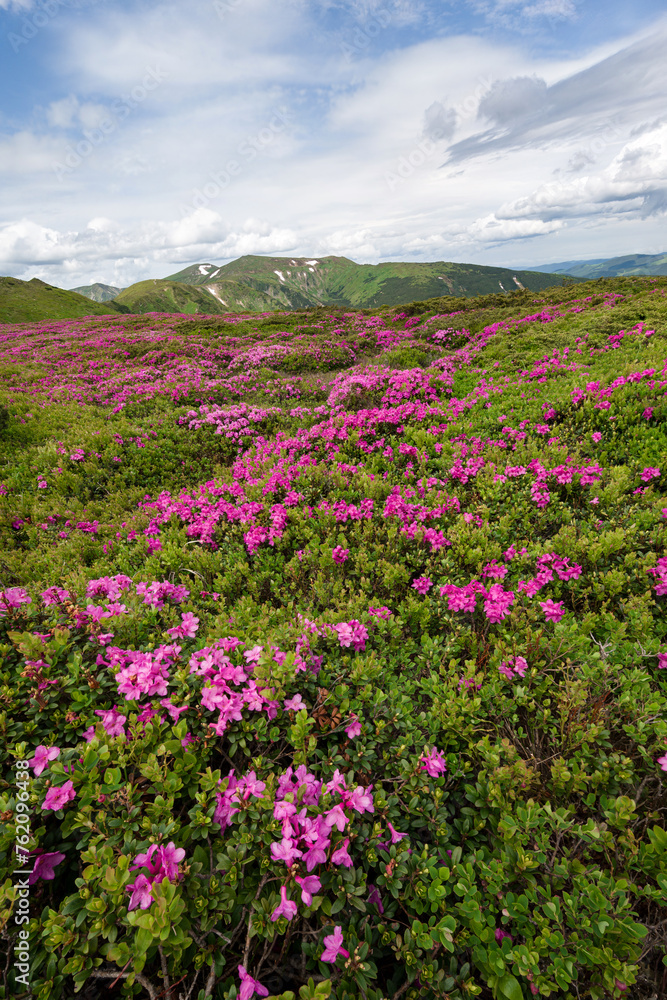 A meadow with flowering rhododendron bushes and a view of the Montenegrin mountain range. A meadow with flowering rhododendron bushes and a view of the Montenegrin mountain range.