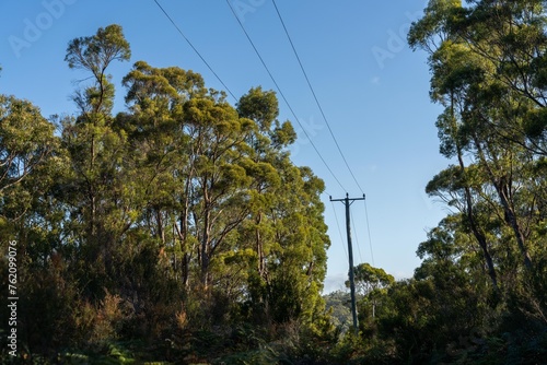 Powerlines in the bush in Australia. Power poles a fire hazard in the forest