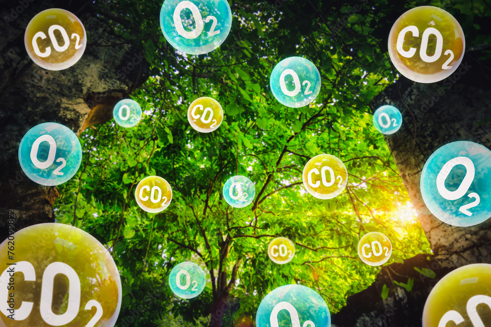 Tree canopy against a sky background with oxygen O2 and carbon dioxide