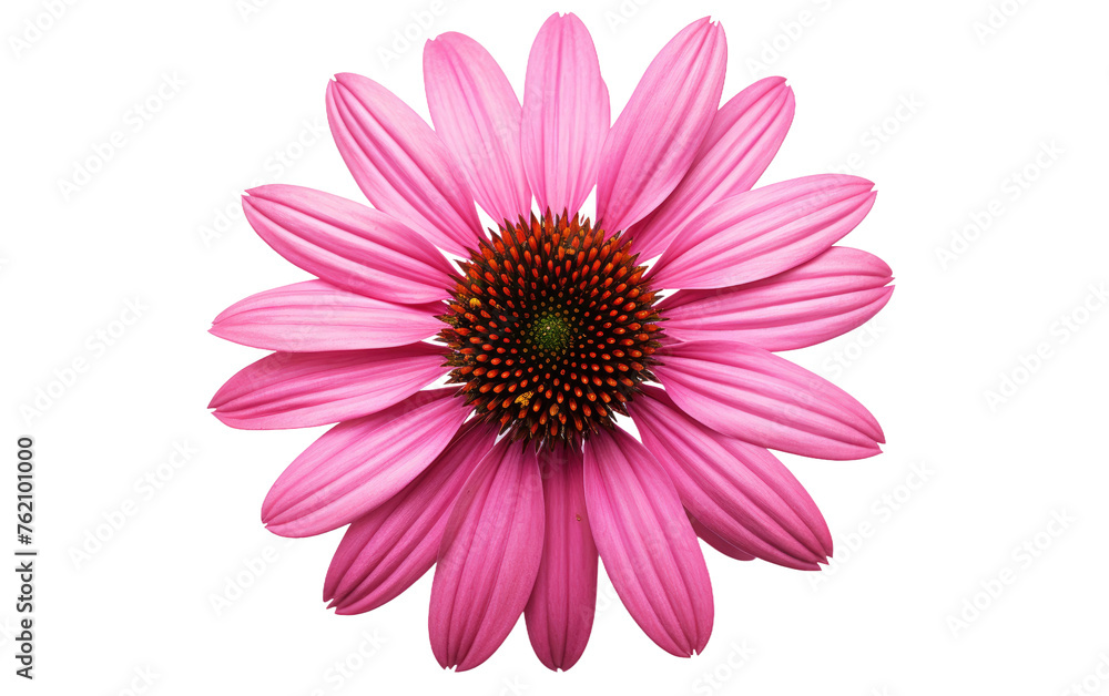 Pink Flower With Green Center on White Background. On a White or Clear Surface PNG Transparent Background. Pink Flower With Green Center on White Background. On a White or Clear Surface PNG Transparent Background.