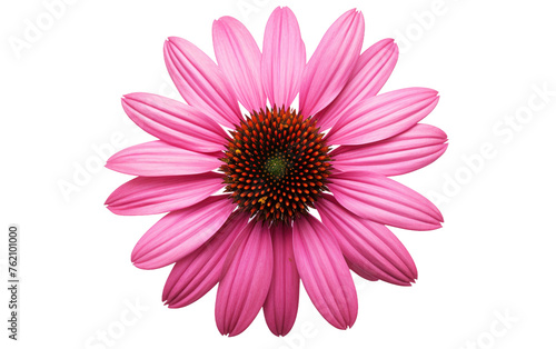Pink Flower With Green Center on White Background. On a White or Clear Surface PNG Transparent Background.