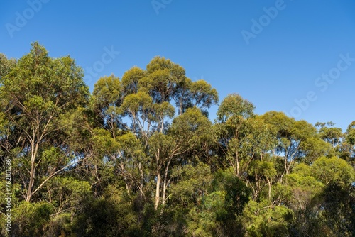 looking up at a bush canopy of gum trees with a blue sky in australia