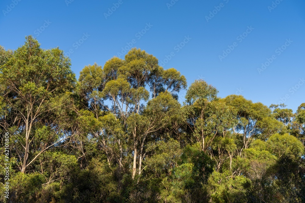 Obraz premium looking up at a bush canopy of gum trees with a blue sky in australia
