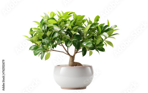 White Potted Plant With Green Leaves. On a White or Clear Surface PNG Transparent Background.