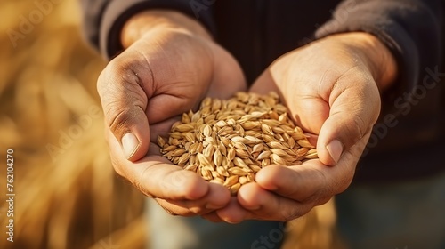 farmer's hand holding wheat seeds in the garden. checking the quality of wheat grain © nomesart