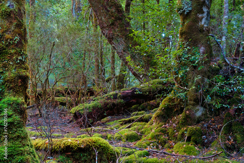 temperate rainforest near Cradle Mountain  Tasmania  Australia