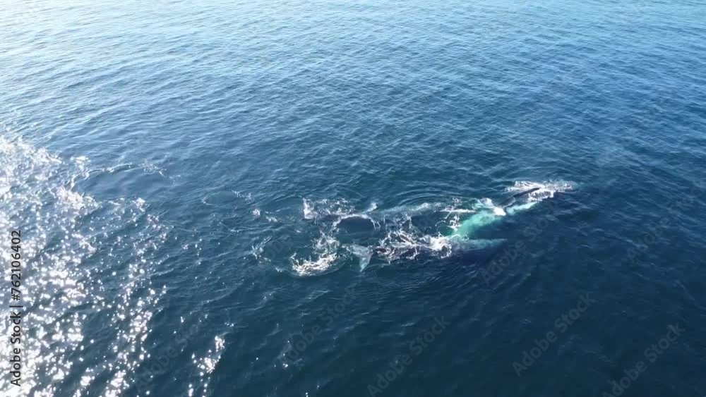 Aerial shot of grey whales swimming near Baja California Sur, Mexico Aerial shot of grey whales swimming near Baja California Sur, Mexico