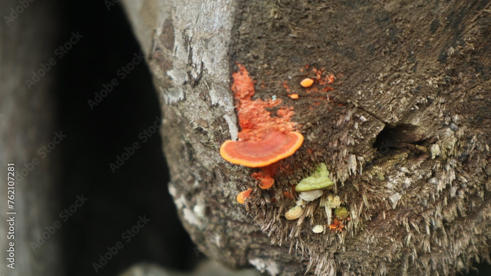 Jamur kayu, ganoderma fungus that grows and becomes a parasite on tree trunks Jamur kayu, ganoderma fungus that grows and becomes a parasite on tree trunks