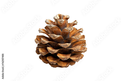 pine cone photo