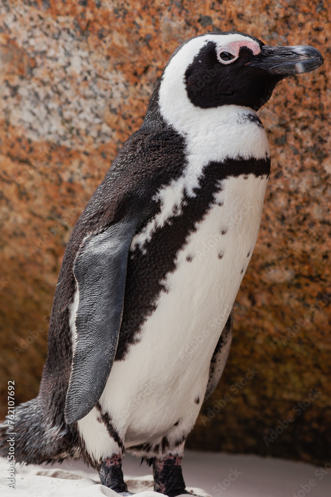 Fototapeta premium penguin on the beach