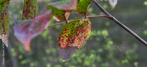 herbstlich wirkendes Blatt photo