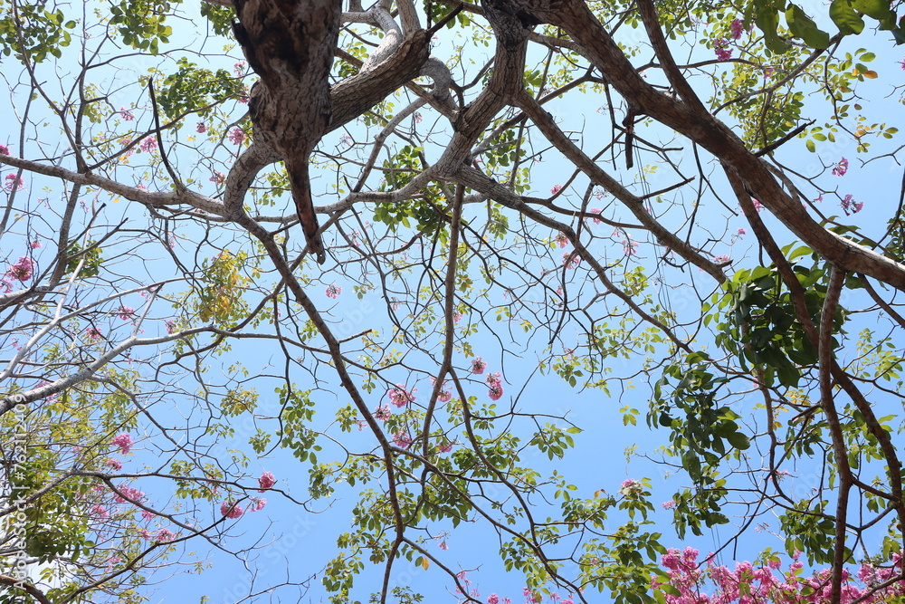 Bottom view of  tabebuia rosea flowers blooming in the morning with blue sky cloud. Tranquil natural background with trees, leaves, flowers of rosy trumpet tree at Mekong Delta Vietnam.