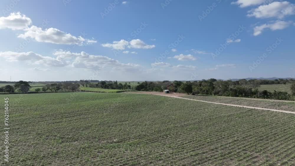 Sugar cane fields, Higueral, La Romana in Dominican Republic. Aerial forward and sky for copy space. SECOND PART Sugar cane fields, Higueral, La Romana in Dominican Republic. Aerial forward and sky for copy space. SECOND PART