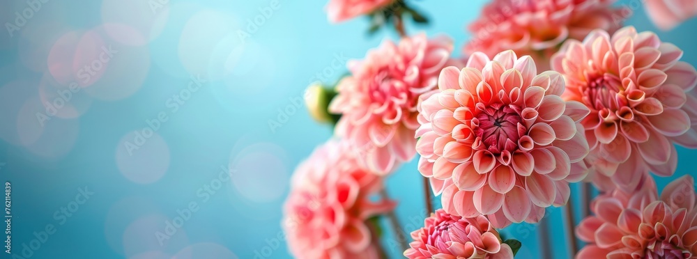 Fototapeta premium A bouquet of pink Dahlias with a blurred blue bokeh background, AI generated