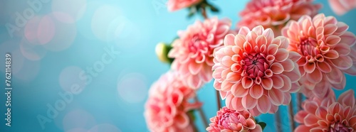 A bouquet of pink Dahlias with a blurred blue bokeh background, AI generated
