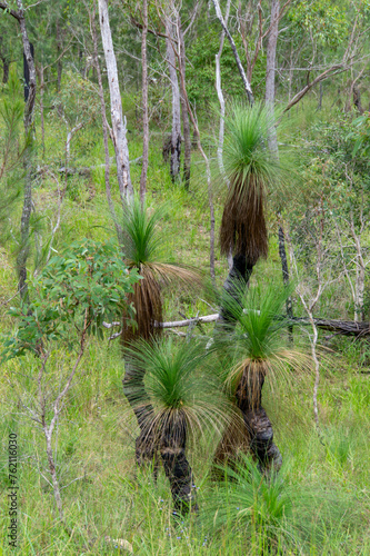 Bushland near the old mining town Herberton in Far North Queensland, Australia photo