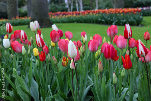 Colorful tulips in the Keukenhof Garden in Lisse, Holland, Netherlands.