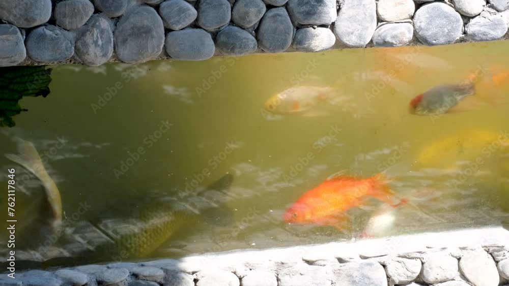 Side glass underwater view of koi carp, goldfish and other fish swimming in garden pond Side glass underwater view of koi carp, goldfish and other fish swimming in garden pond