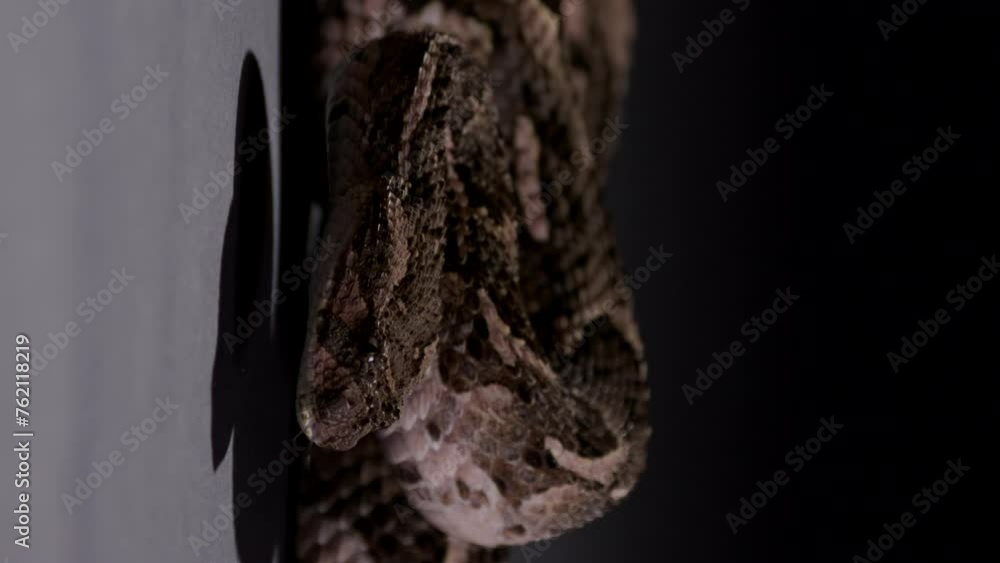 Puff Adder snake starts moving head while curled at night under bright light - Vertical