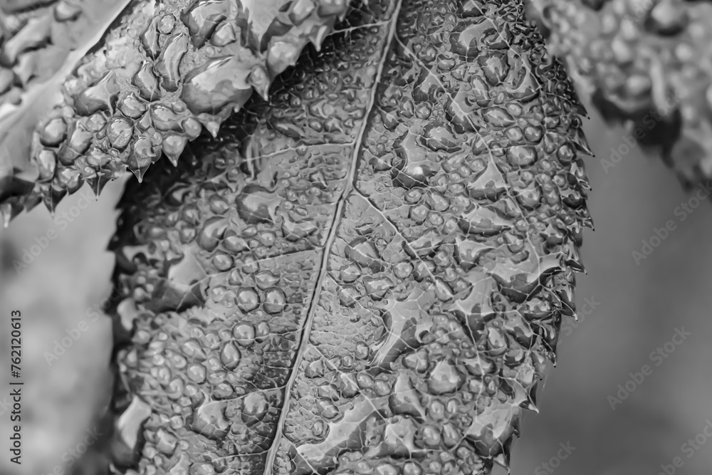 Szare liście mokre po deszczu w zbliżeniu makro, czarno-białe zdjęcie  - obrazy, fototapety, plakaty 