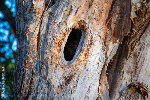 Gum tree hollow used by birds for nesting