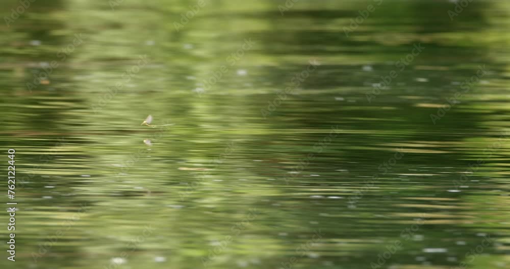 Long-tailed mayfly flying over surface of river Tisza during annual swarm Long-tailed mayfly flying over surface of river Tisza during annual swarm