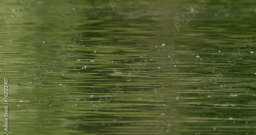 Surface of river Tisza during the annual mating season of the long-tailed mayfly