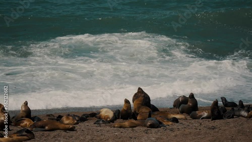 Group Of Southern Sea Lion Sleeping And Basking Under The Sun In The Coastline Of Valdes Peninsula, Chubut, Argentina. - wide shot photo