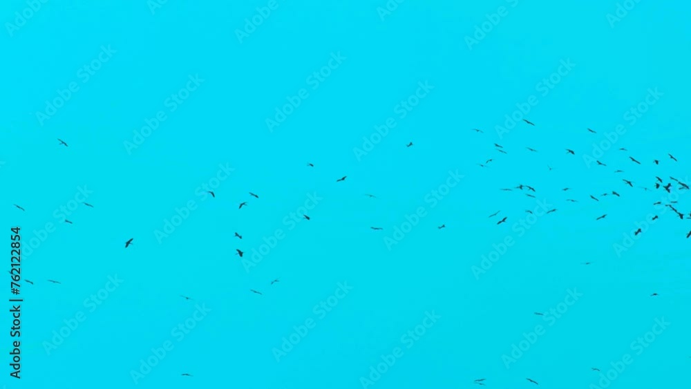 Countless number of migratory birds circling in front of the aqua sky Countless number of migratory birds circling in front of the aqua sky