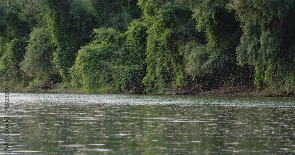 Mating season of long-tailed mayflies on surface of river Tisza in Serbia Mating season of long-tailed mayflies on surface of river Tisza in Serbia