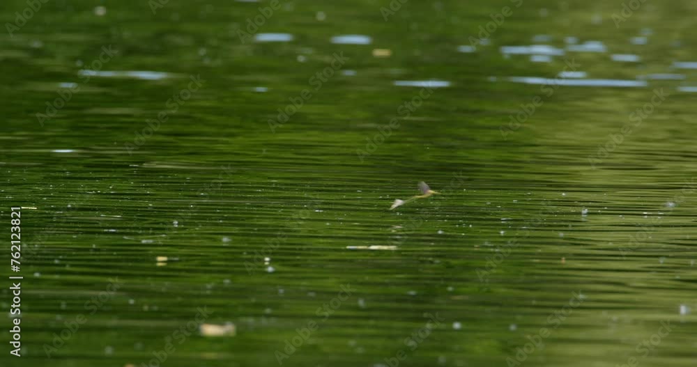 Long-tailed mayfly flying over surface of river Tisza during annual swarm Long-tailed mayfly flying over surface of river Tisza during annual swarm