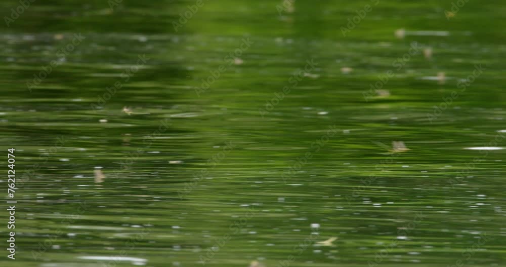 Long-tailed mayfly flying over surface of river Tisza during annual swarm Long-tailed mayfly flying over surface of river Tisza during annual swarm