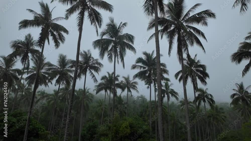 Misty Palms in Ko Samui Sanctuary, Thailand Misty Palms in Ko Samui Sanctuary, Thailand