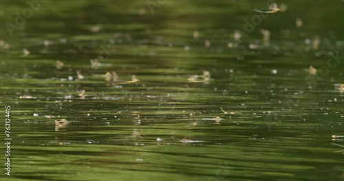 The blooming of river Tisza, long-tailed mayfly's annual mating event