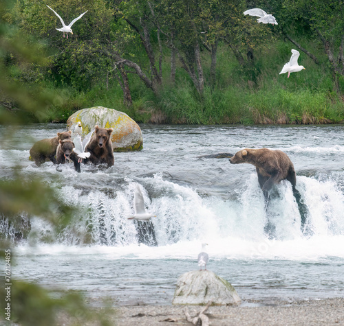 Brown bears salmon fishing on top of Brooks Falls. Birds flying around. Katmai National Park. Alaska. USA.