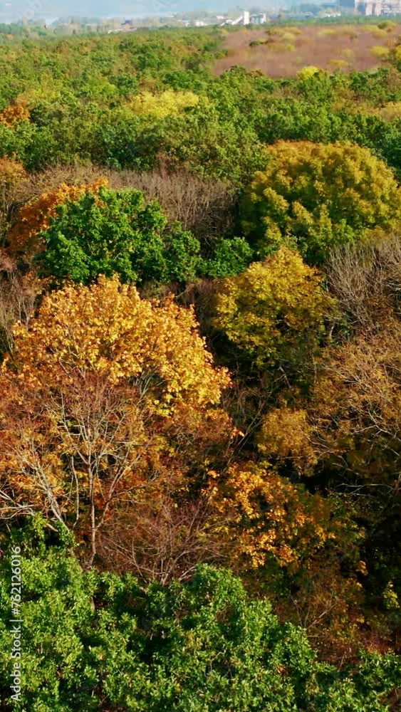 Autumn landscape. Flying over the colorful trees of woodland. Beautiful nature of fall time in the countryside. Aerial view. Vertical video