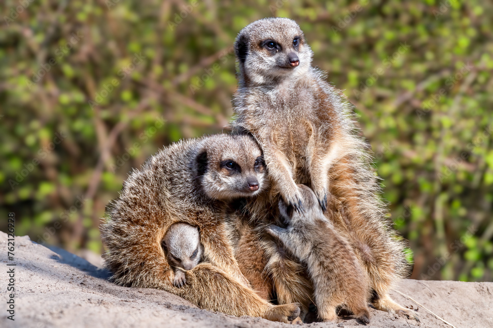 Fototapeta premium Meerkat family embracing on a rock with trees in the background