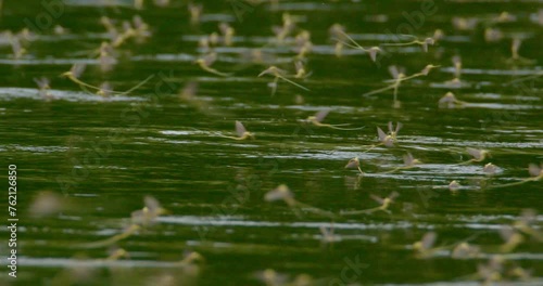 The blooming of river Tisza, long-tailed mayfly's annual mating event