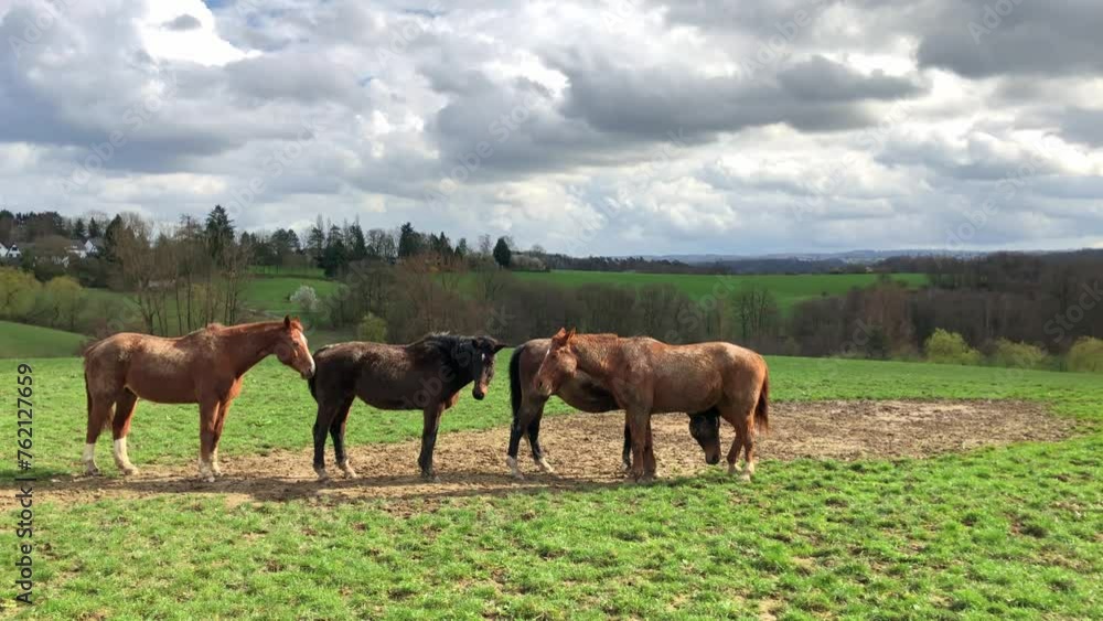 Brown horses standing on a pasture in the rural countryside Brown horses standing on a pasture in the rural countryside