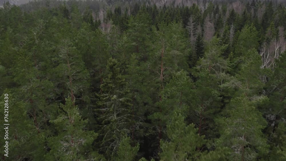 Drone view of old nordic pine forest in winter Drone view of old nordic pine forest in winter