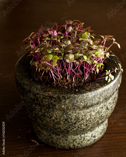 kresse im keramiktopf, eine vielseitiges aber wenig beachtetes würzkraut