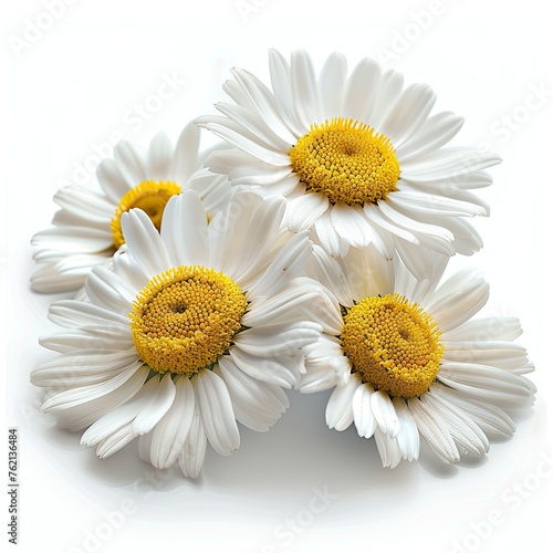 Beautiful Wild Flowers Chamomile On White Background  Illustrations Images