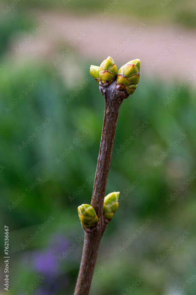 Bourgeons de lilas Bourgeons de lilas